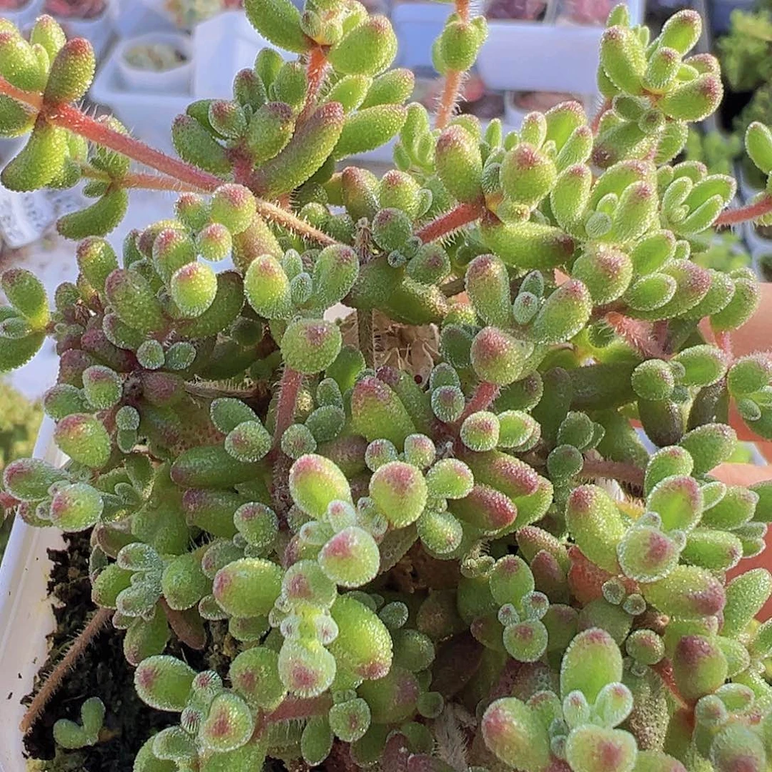 大红宝石19包邮多肉