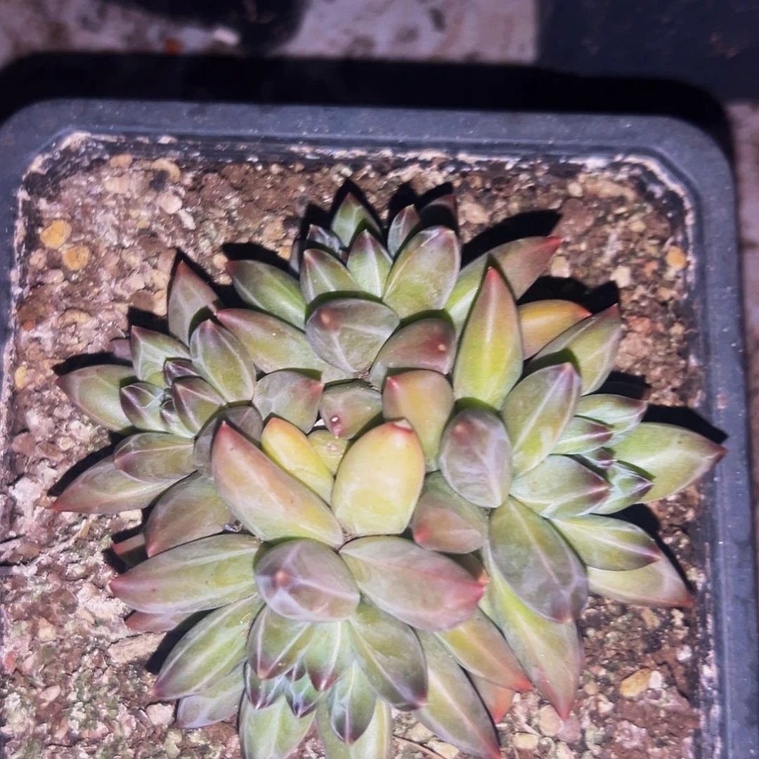 桔云多肉美人精品系列