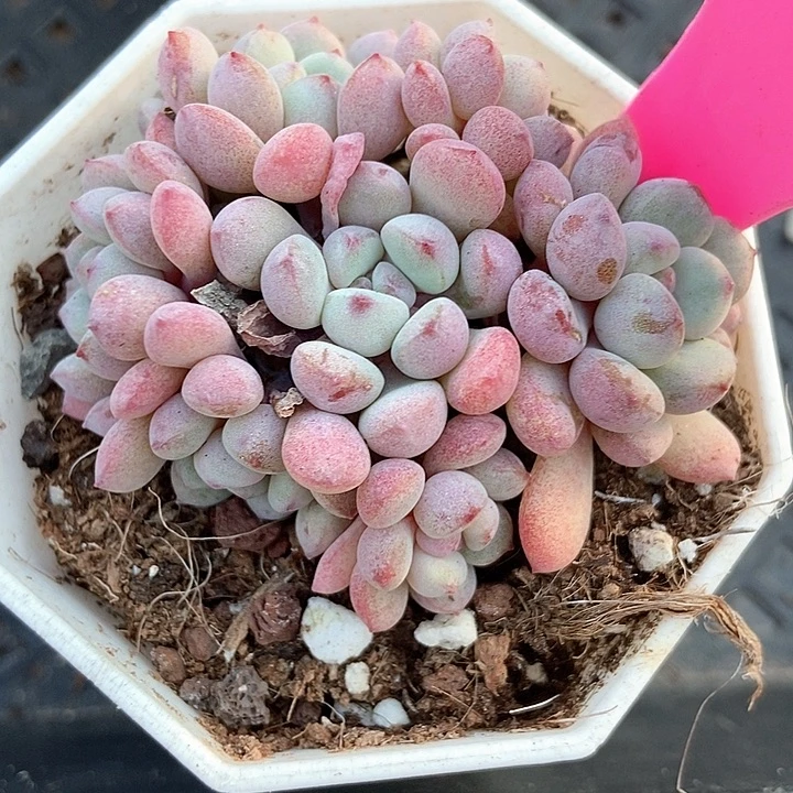 多肉植物小红蛋45多肉