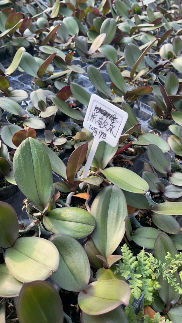 1.7寸。米歇尔蝴蝶兰。根系一般