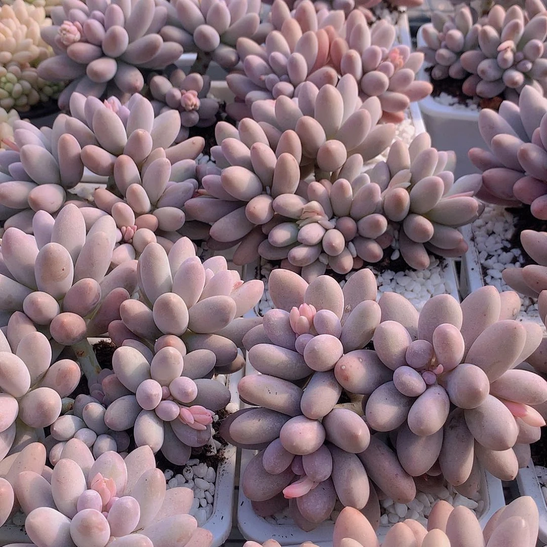 汤圆235677899900000