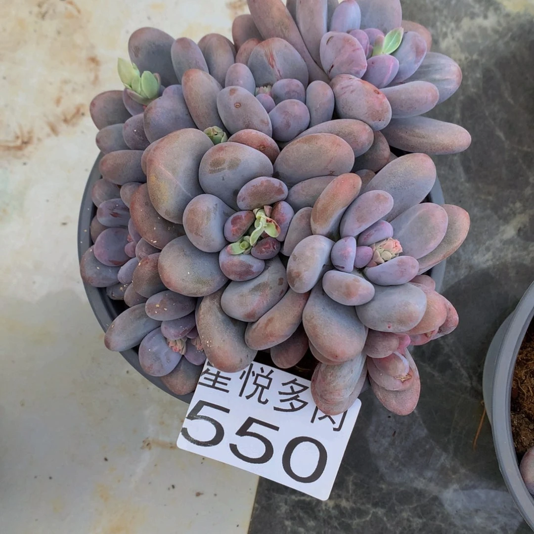 3**冰星悅多肉 大桃蛋550