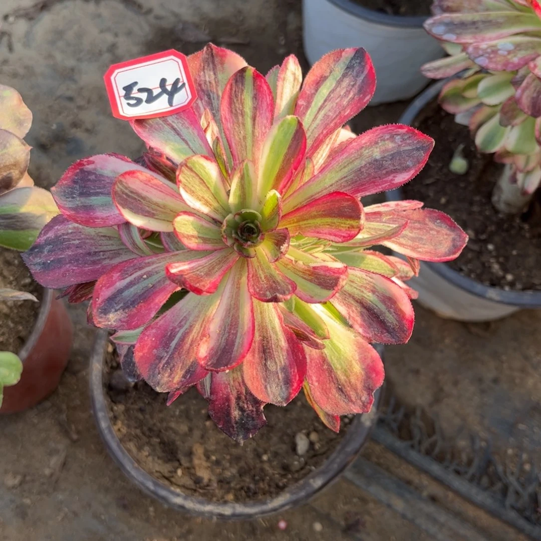 524多肉植物伯爵天骄带嫁接木