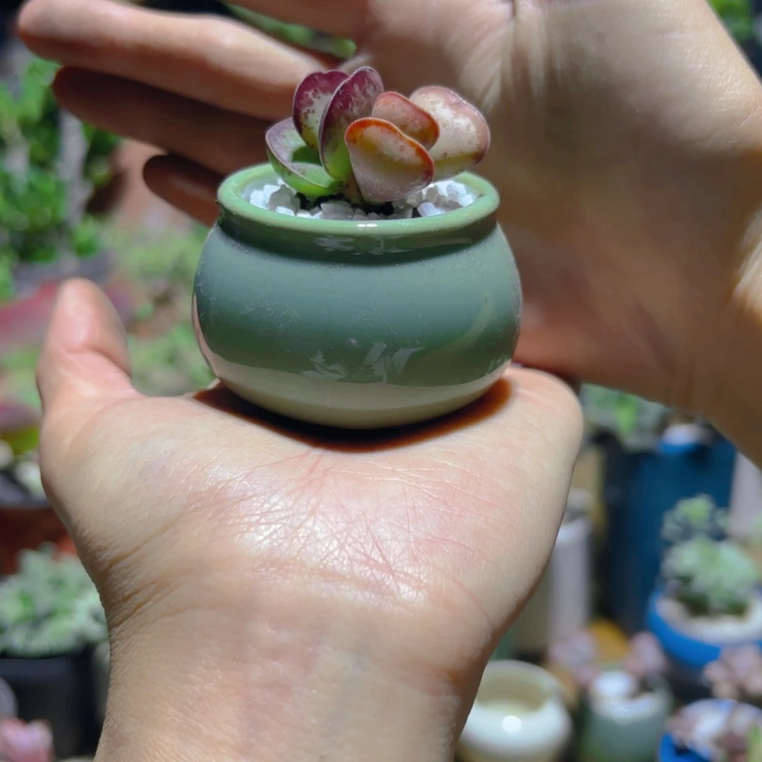 控养爱心水泡带盆新疆包邮