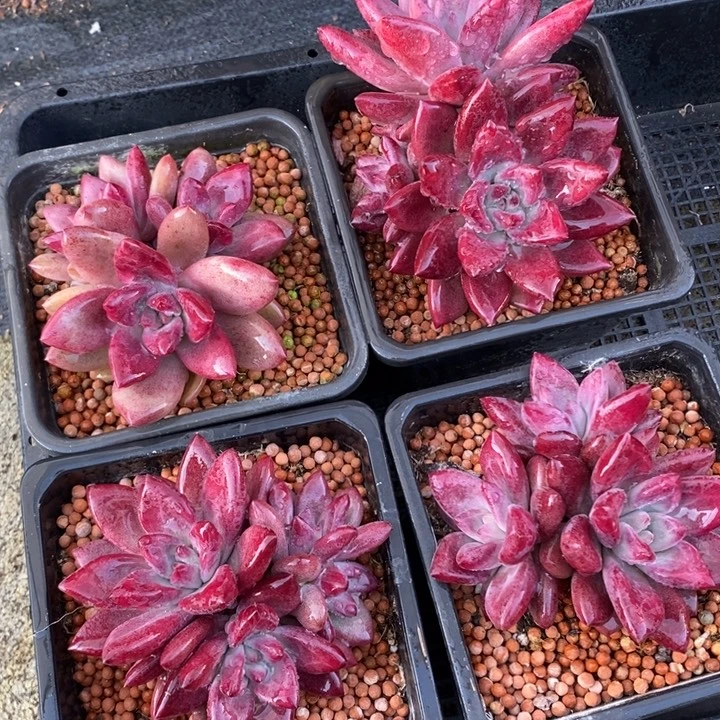 精控暗纹美人系无砍群