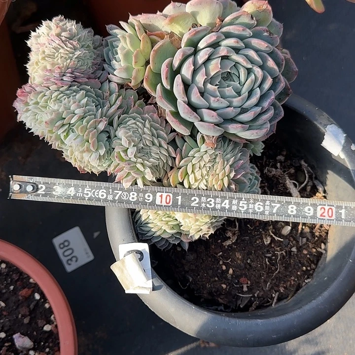 雅典娜缀化747 多肉植物一物一拍