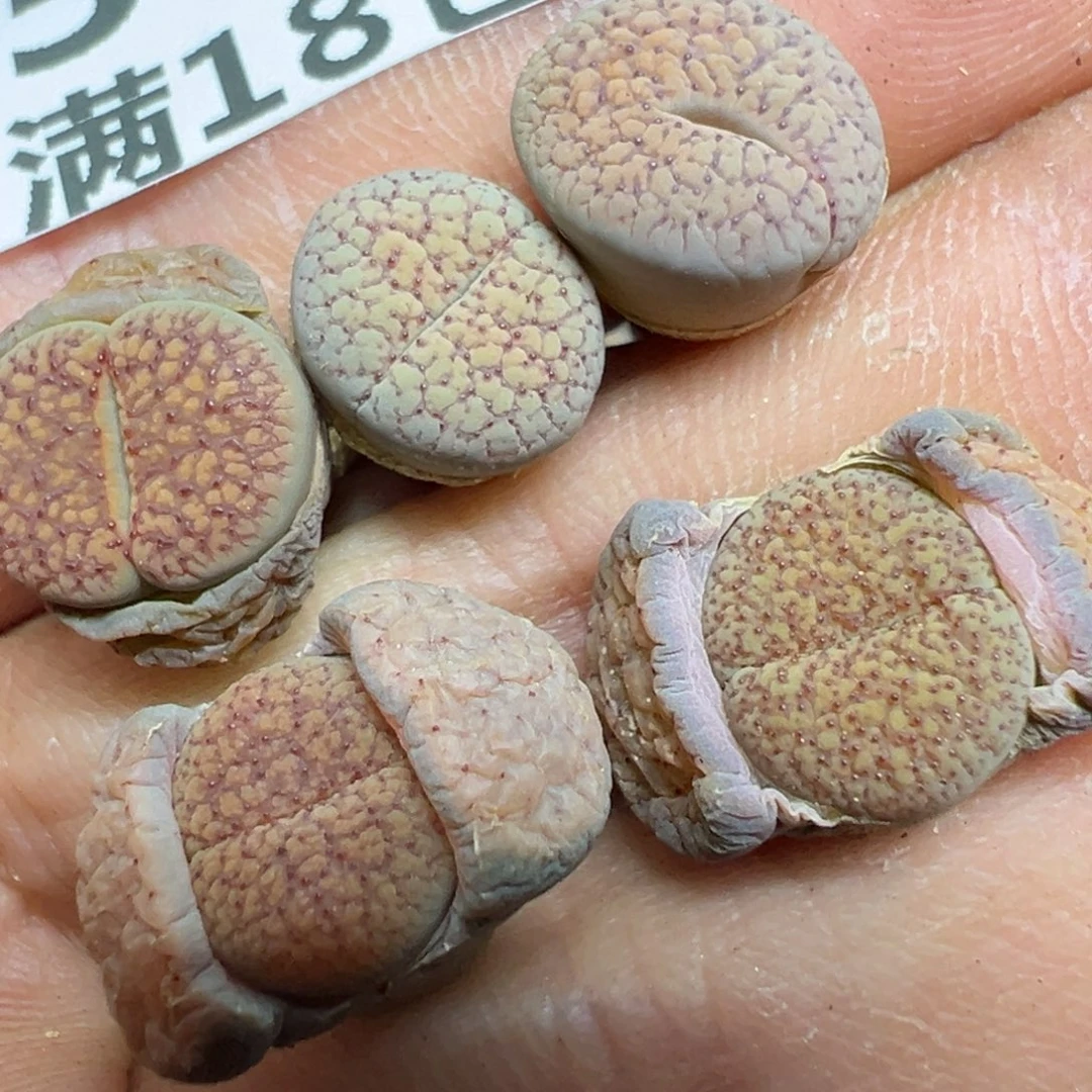 【闪购商品】有**可 555.