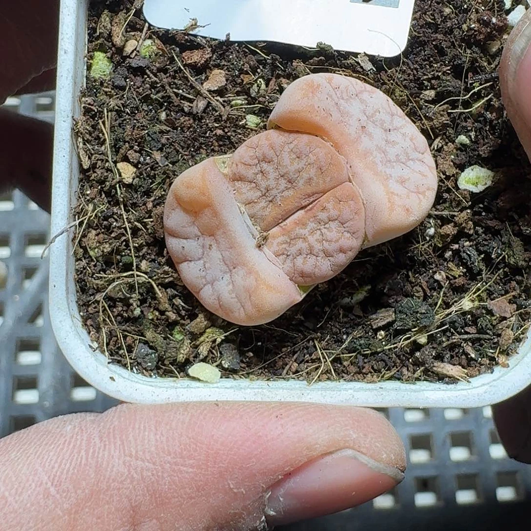 262 多肉植物多肉植物