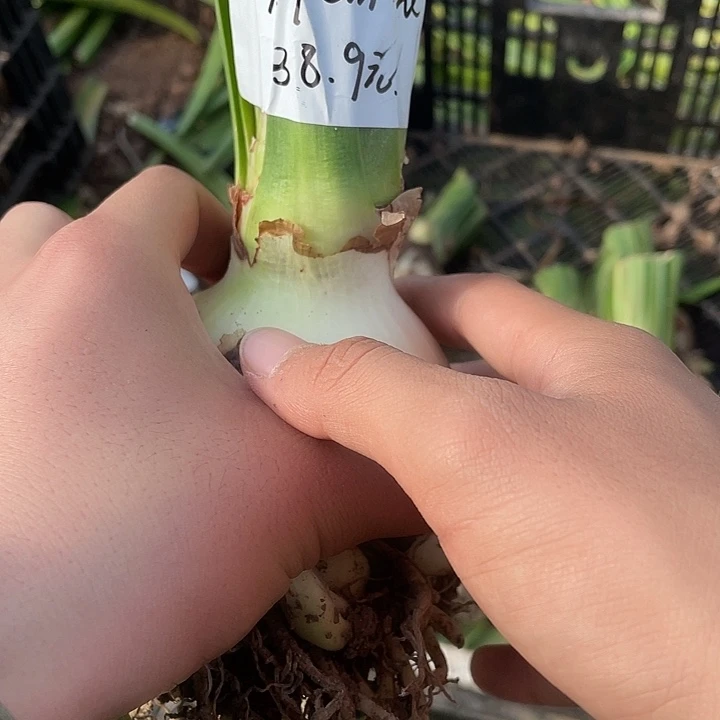 魅影裂口7.9公分带测