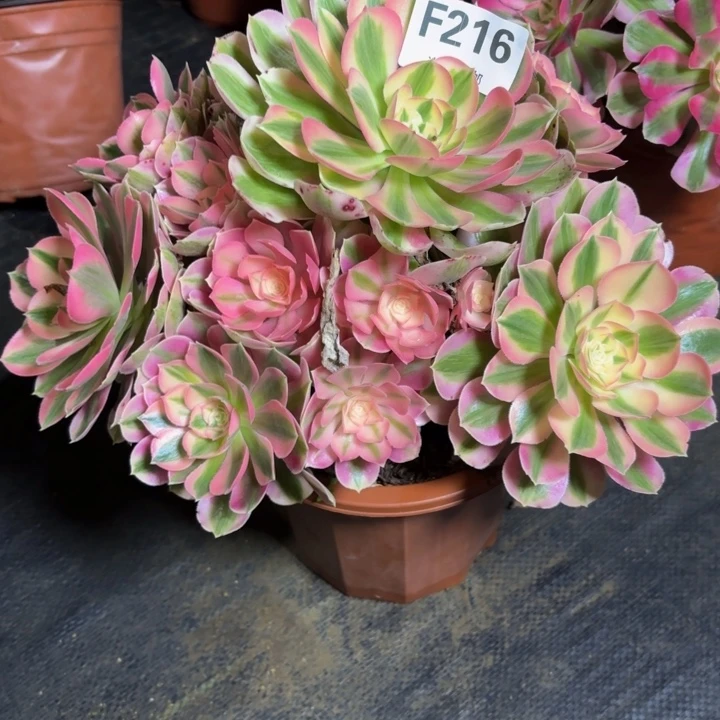 瑞妈，。。。。。。。216。女巫，