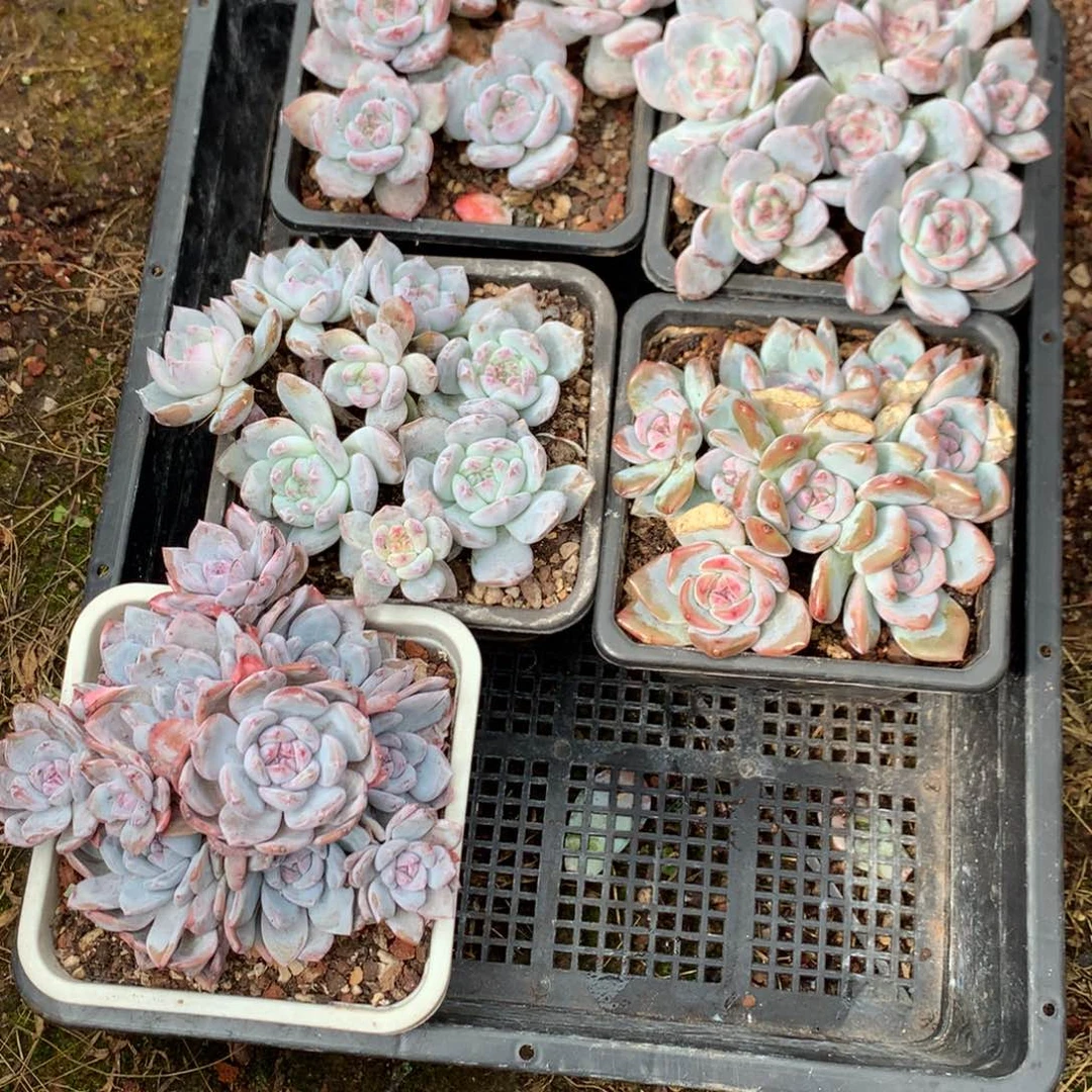 马***萱哈哈哈哈哈哈哈哈寄养