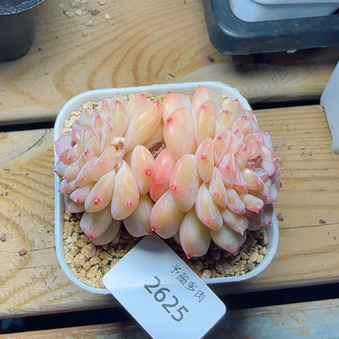 孤品福利，2625多肉植物