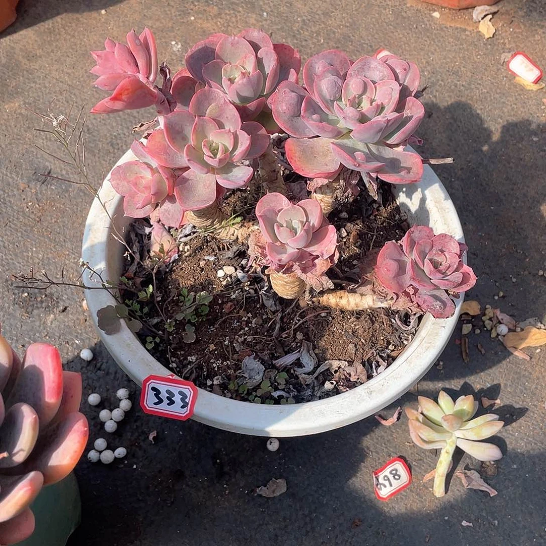 333雨滴 一物一拍多肉