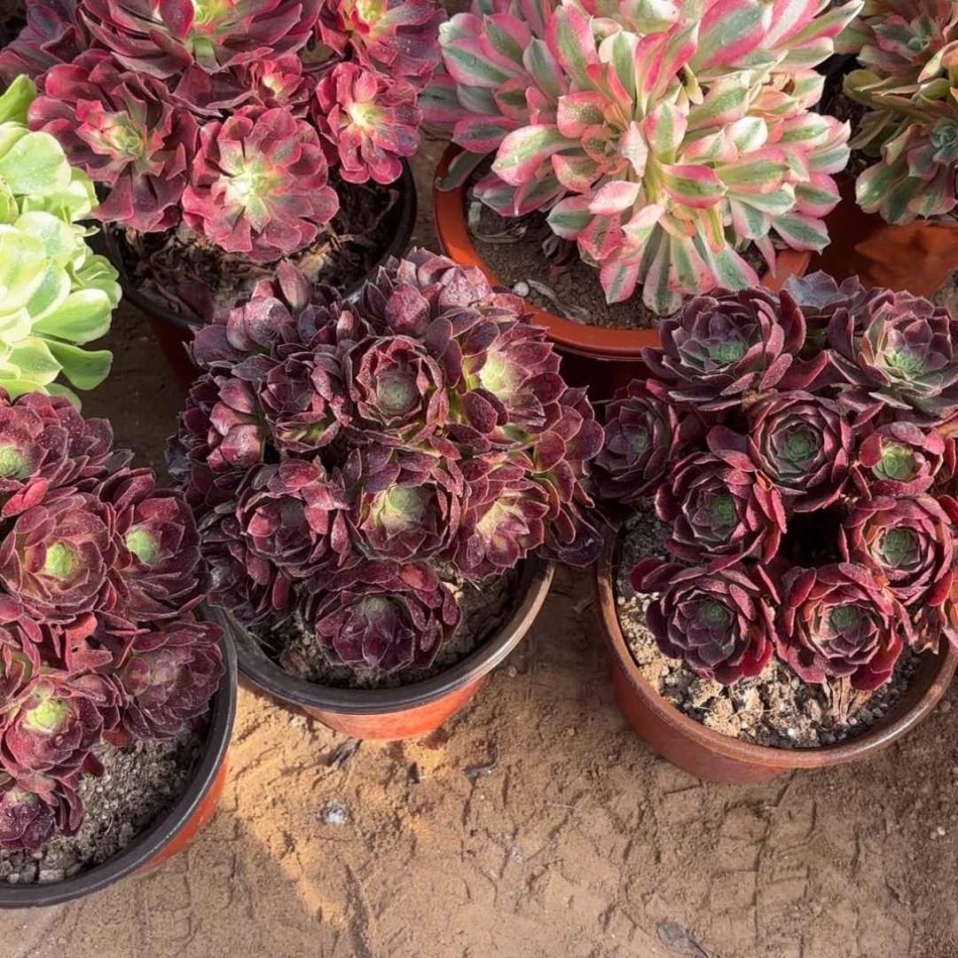 黑金玫瑰绣球9.9多肉植物