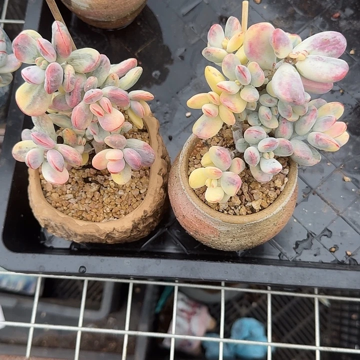 无花朵229号福娘锦两个无砍