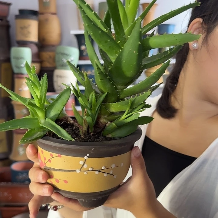 黄富贵点彩小一对