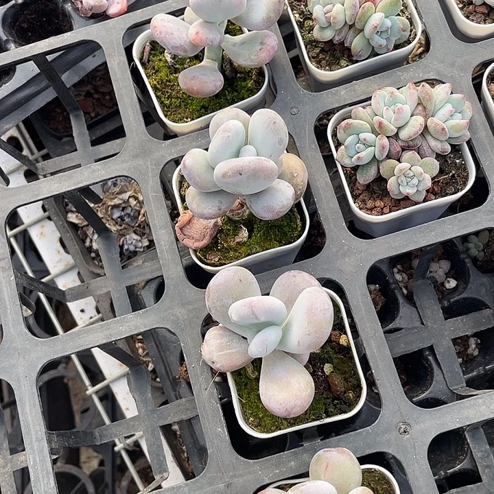 油卷随机发满18包邮