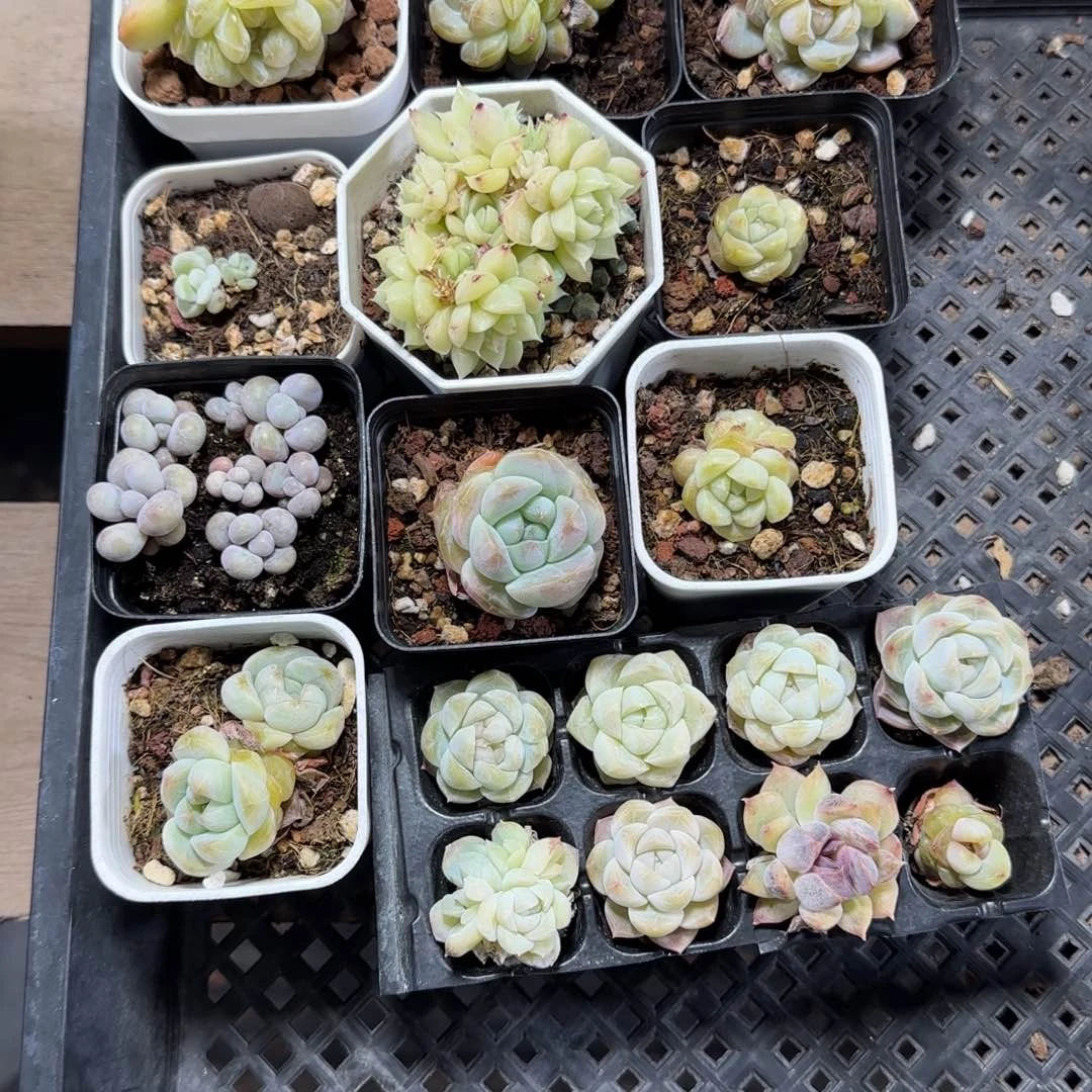 注**桑陈宸多肉 沧桑一筐