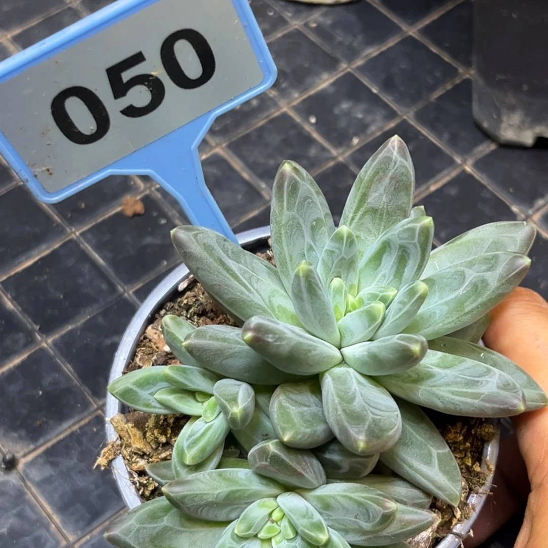 多肉植物雪黛莉群050