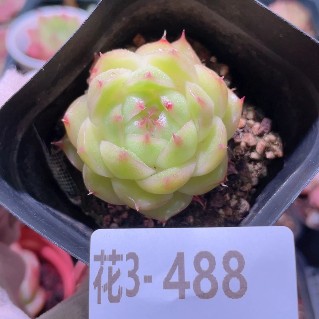 花利美3-488麦秆单头