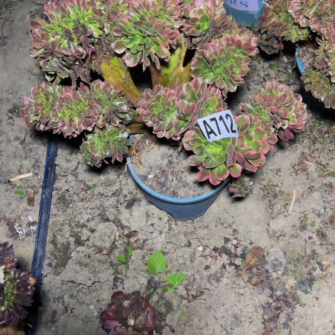 香妃法师26/////46包邮