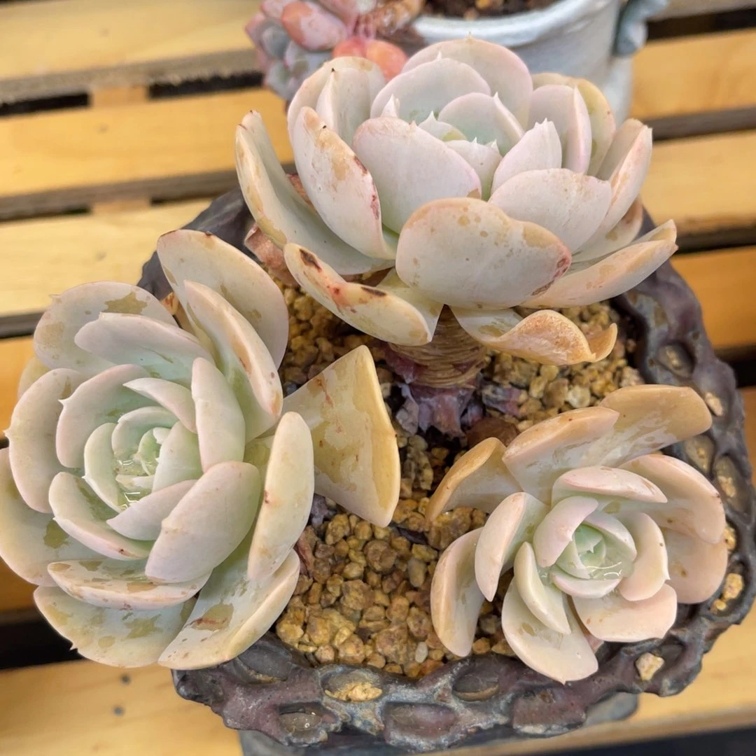 丫*37733827833838383838