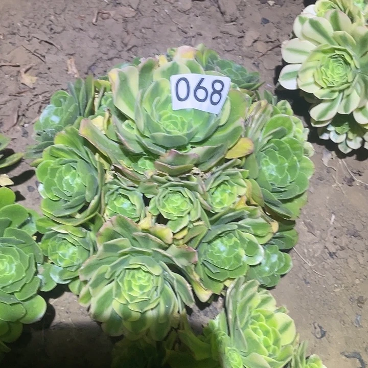 多肉植物法师68五彩琉璃