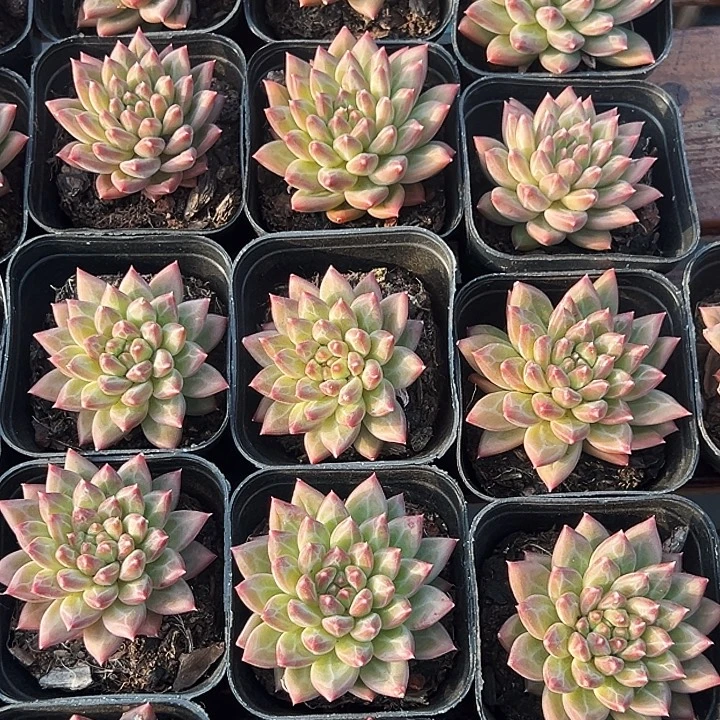 单头甲骨文。  福利多多