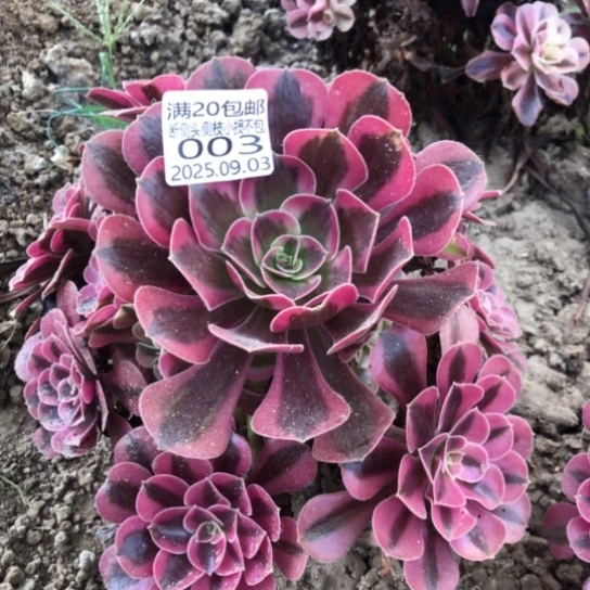 9.3-3美杜莎多肉植物