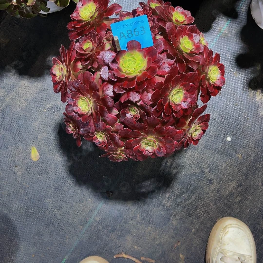 安娜863拖土发货