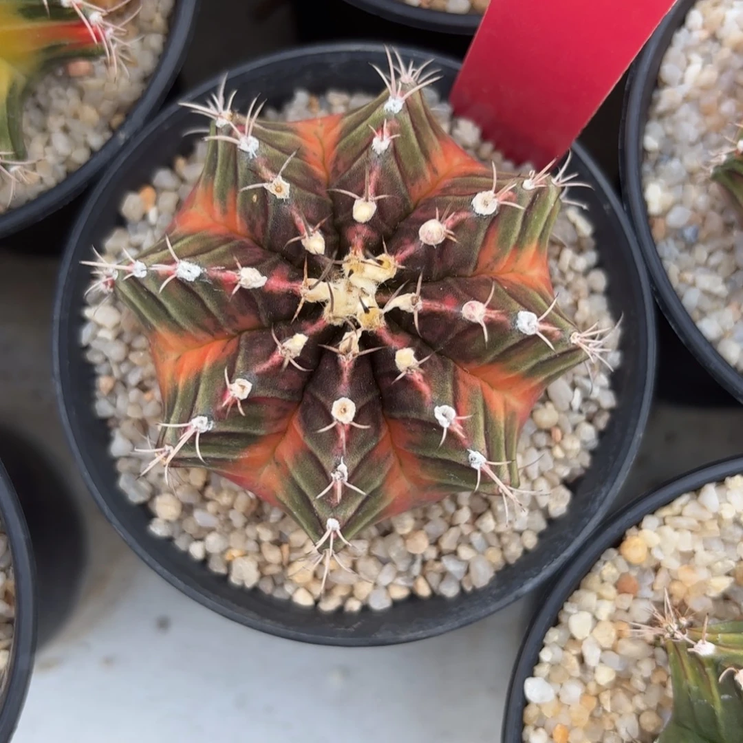 L746-1222泰国发货 哈密尔顿