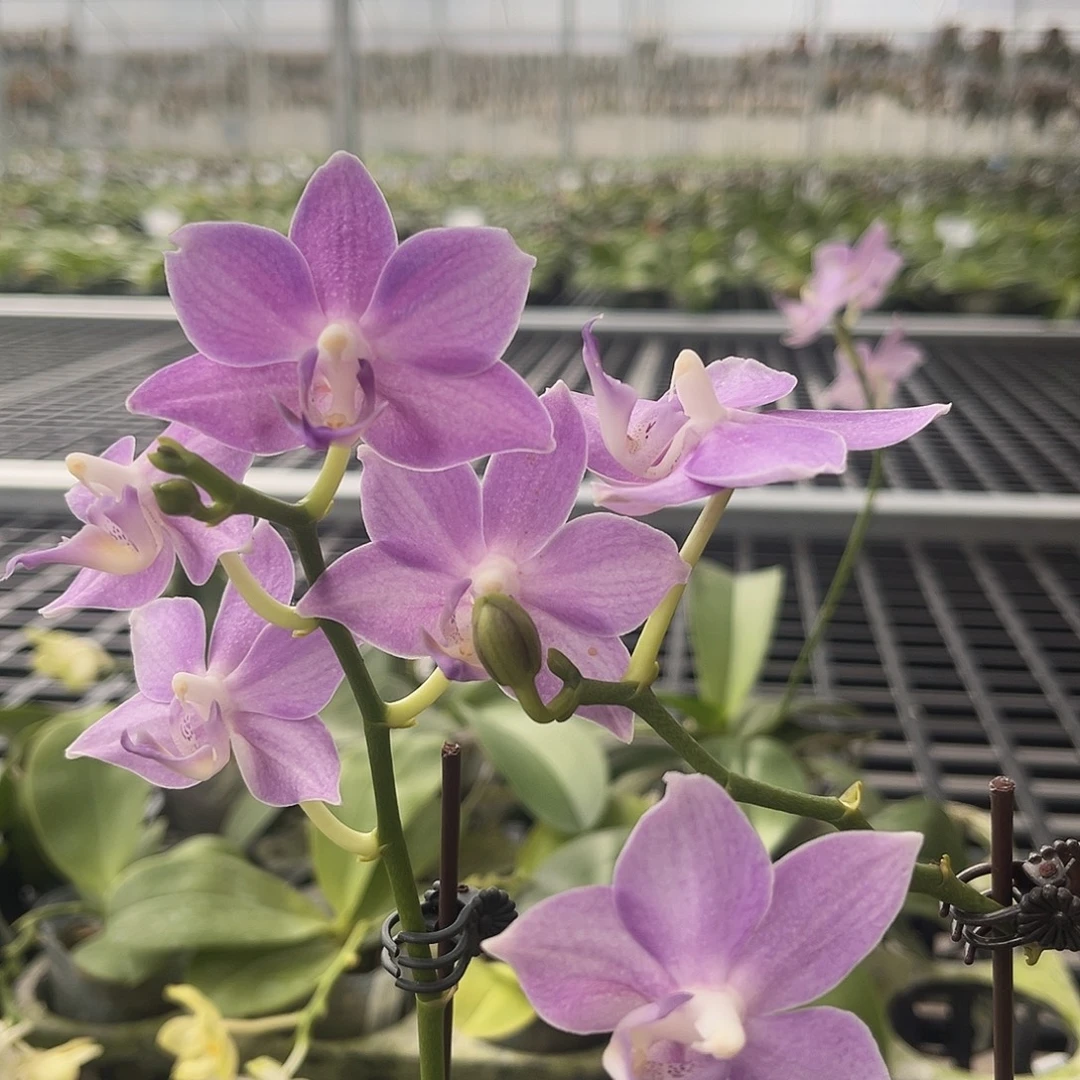 完全开放紫玉铃铛