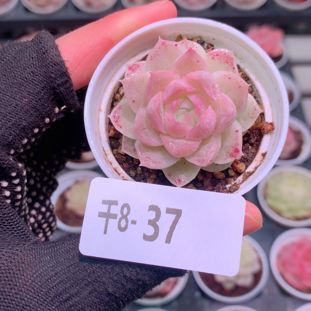 千8-37 麦秆含盆含土