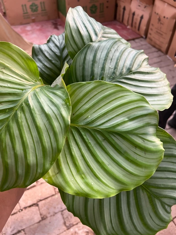 青苹果竹芋室内观赏绿植可净化空气四季好养