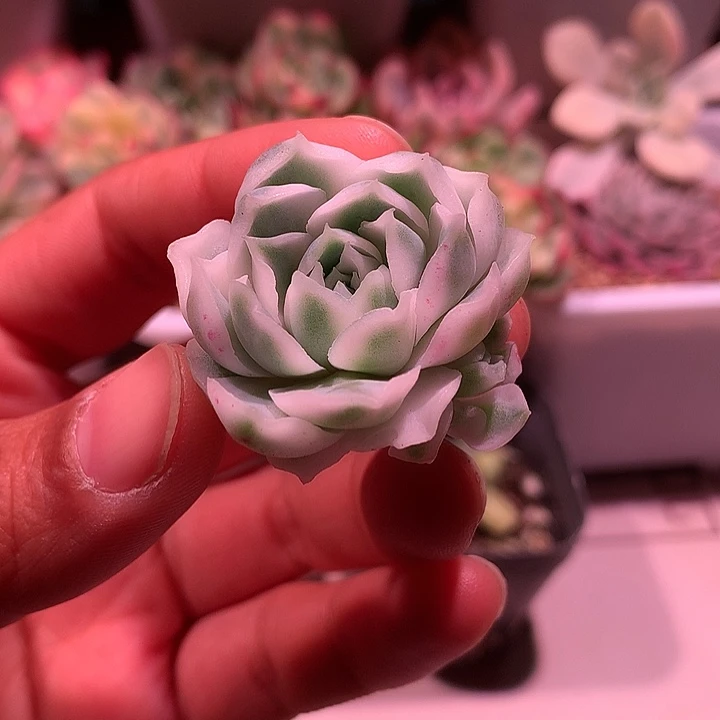 海林娜锦锦锦锦锦