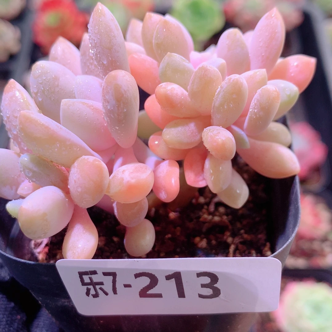 乐然7-213 冬美人缀化