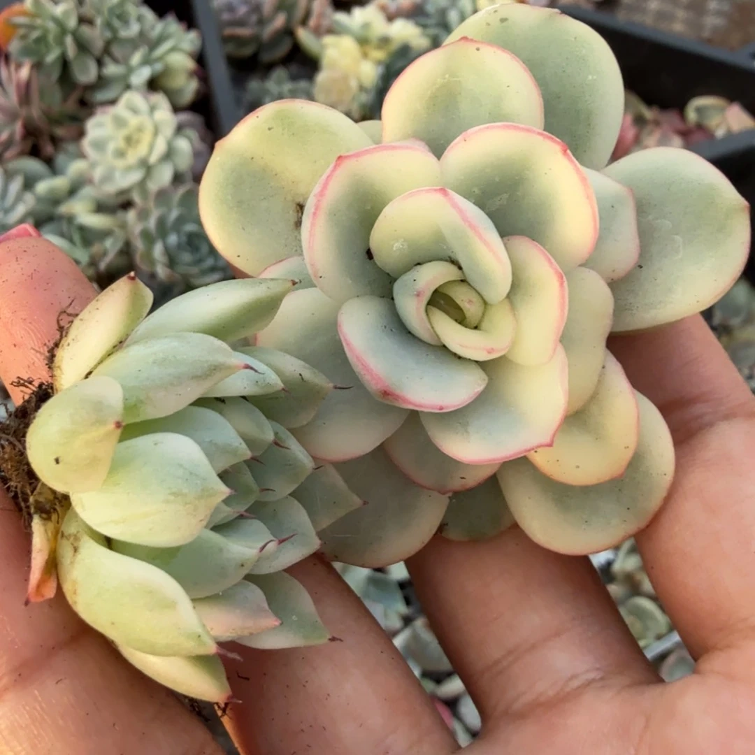 一刻的组合锦一颗多肉锦