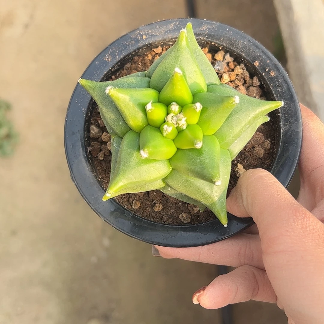 开***水实生鸾凤玉一物一拍