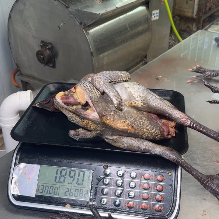 包装一号母鸡中国大陆喵