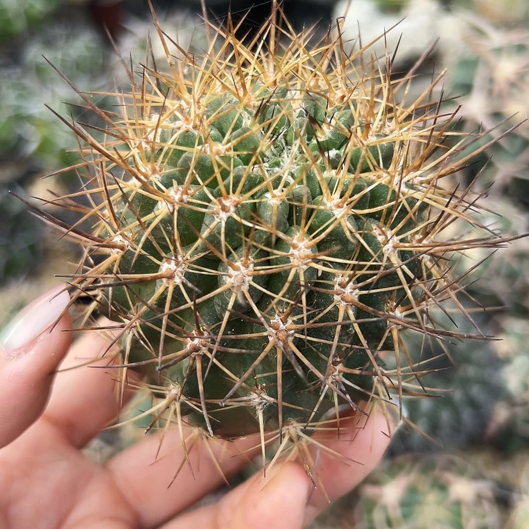 极光有根仙人球66666