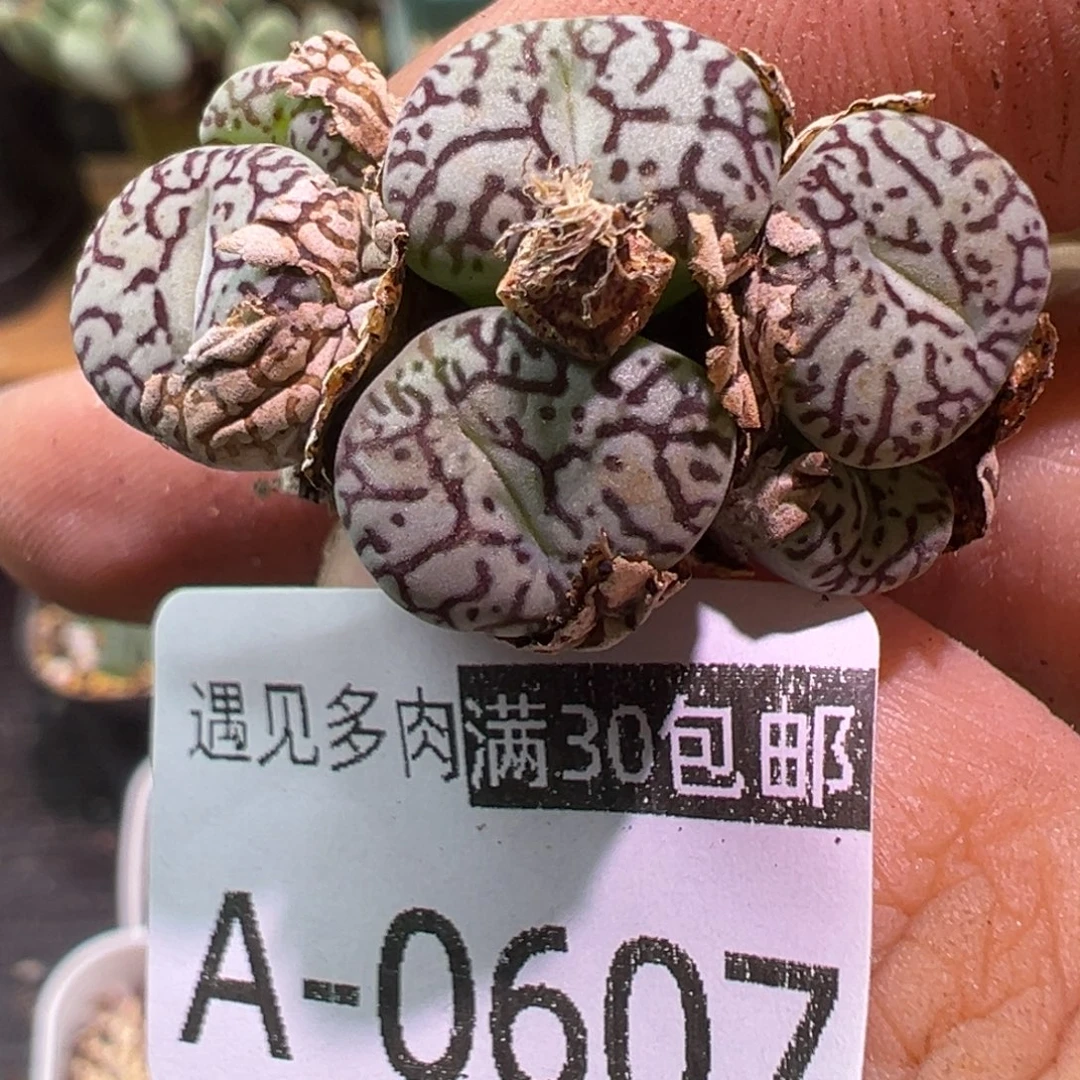 多肉植物1111111111