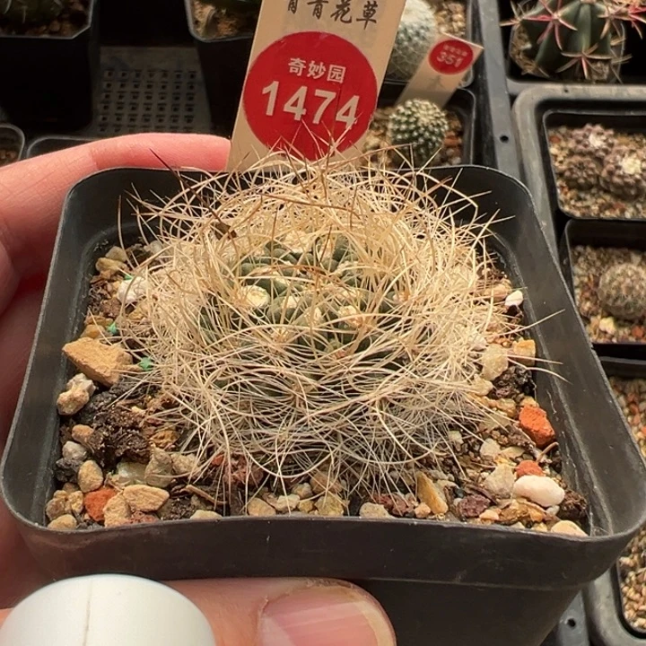 实生狂刺银翁玉4cm