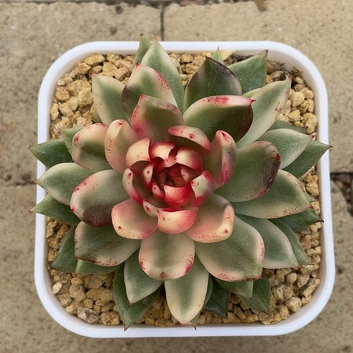 黑玫瑰锦一物一拍锦龙