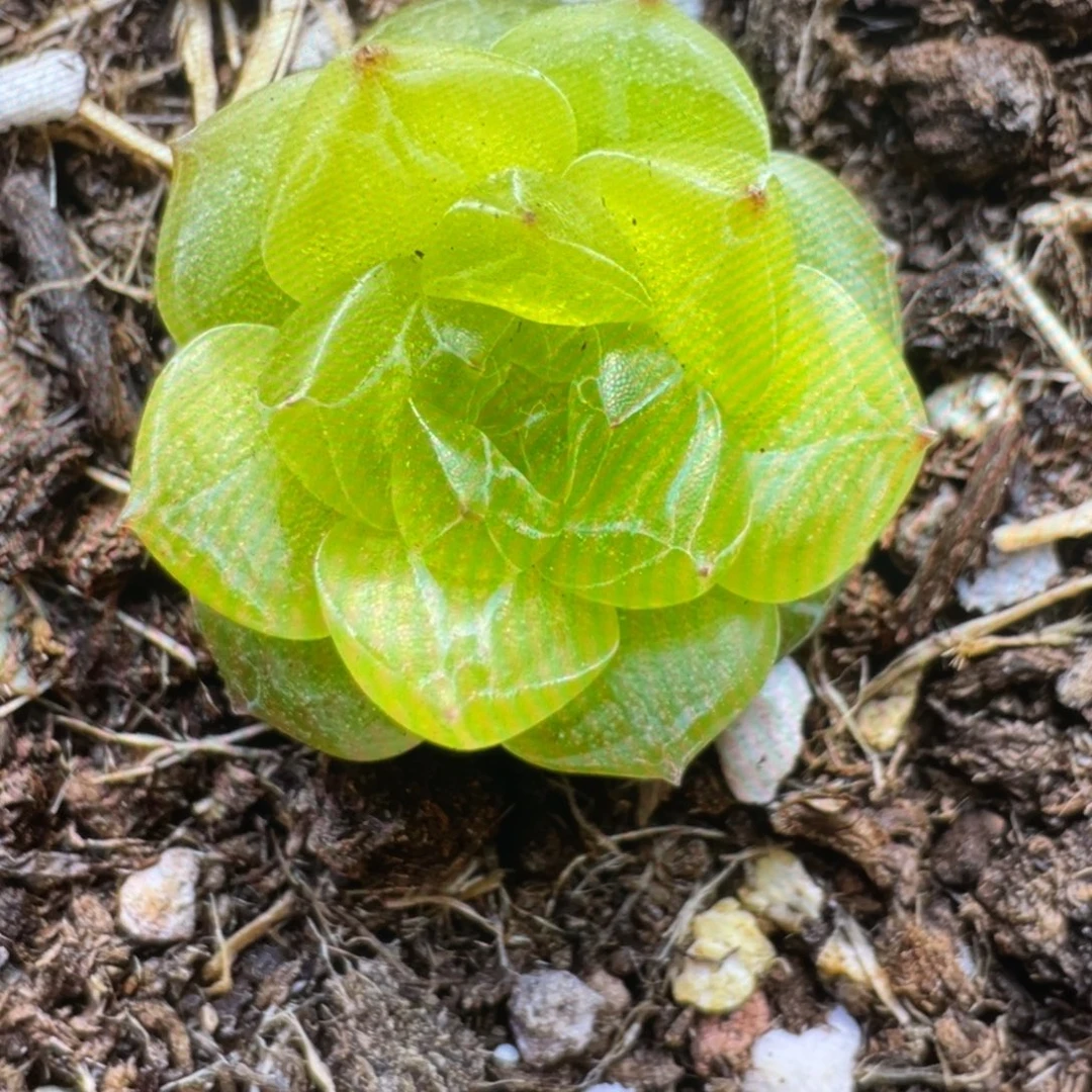 欧泊20粒，推荐，口碑必拍款