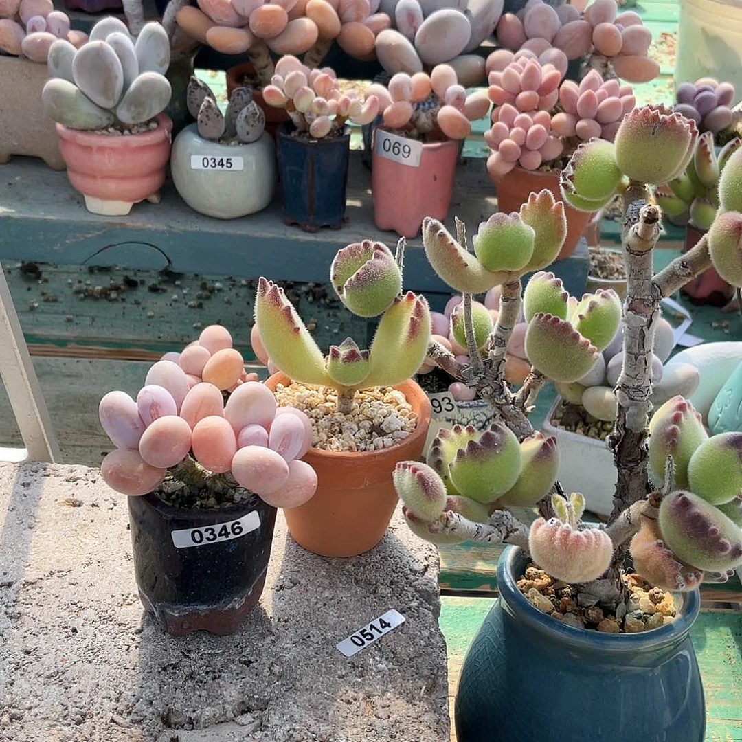 多肉植物的生长发育