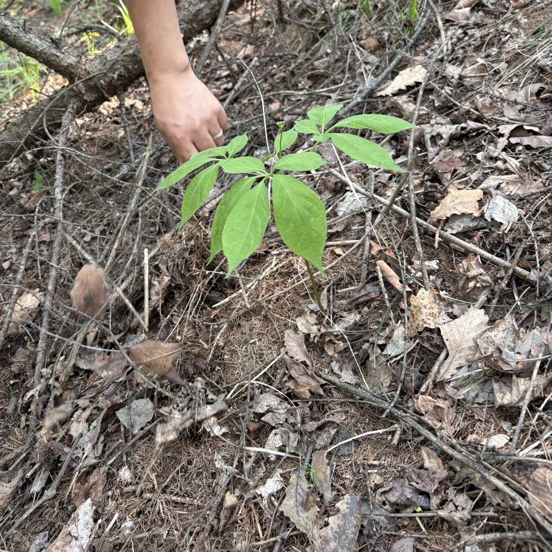 高年份林下参直播间改价链接一物一拍人参