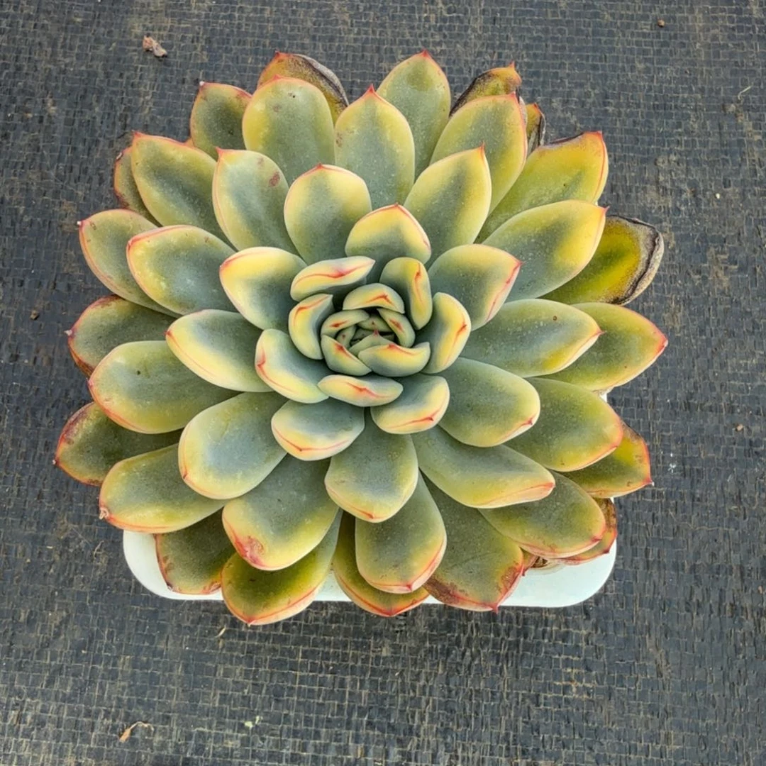 荷花锦锦上园艺一物一拍