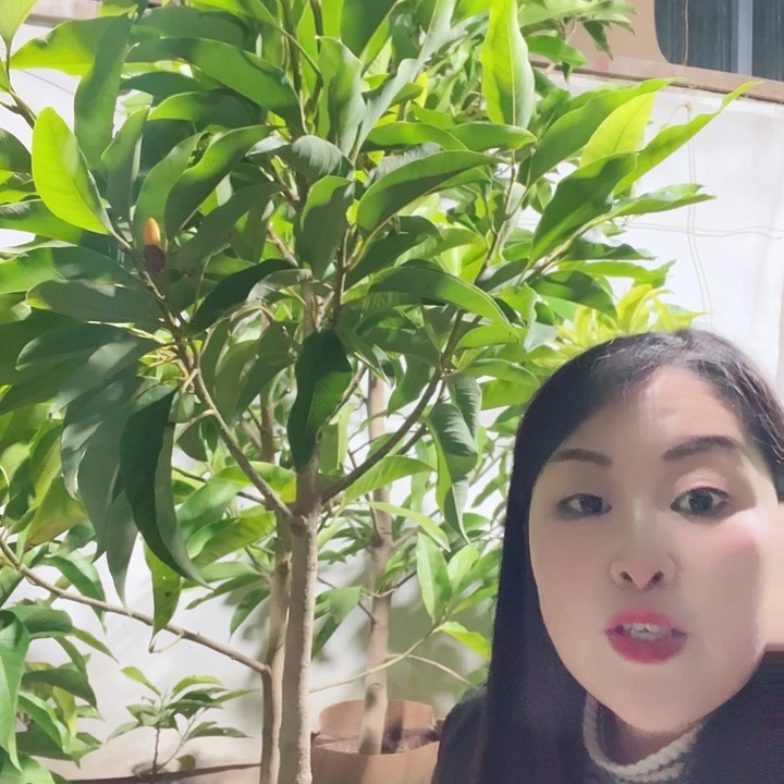 白兰花是真的好看