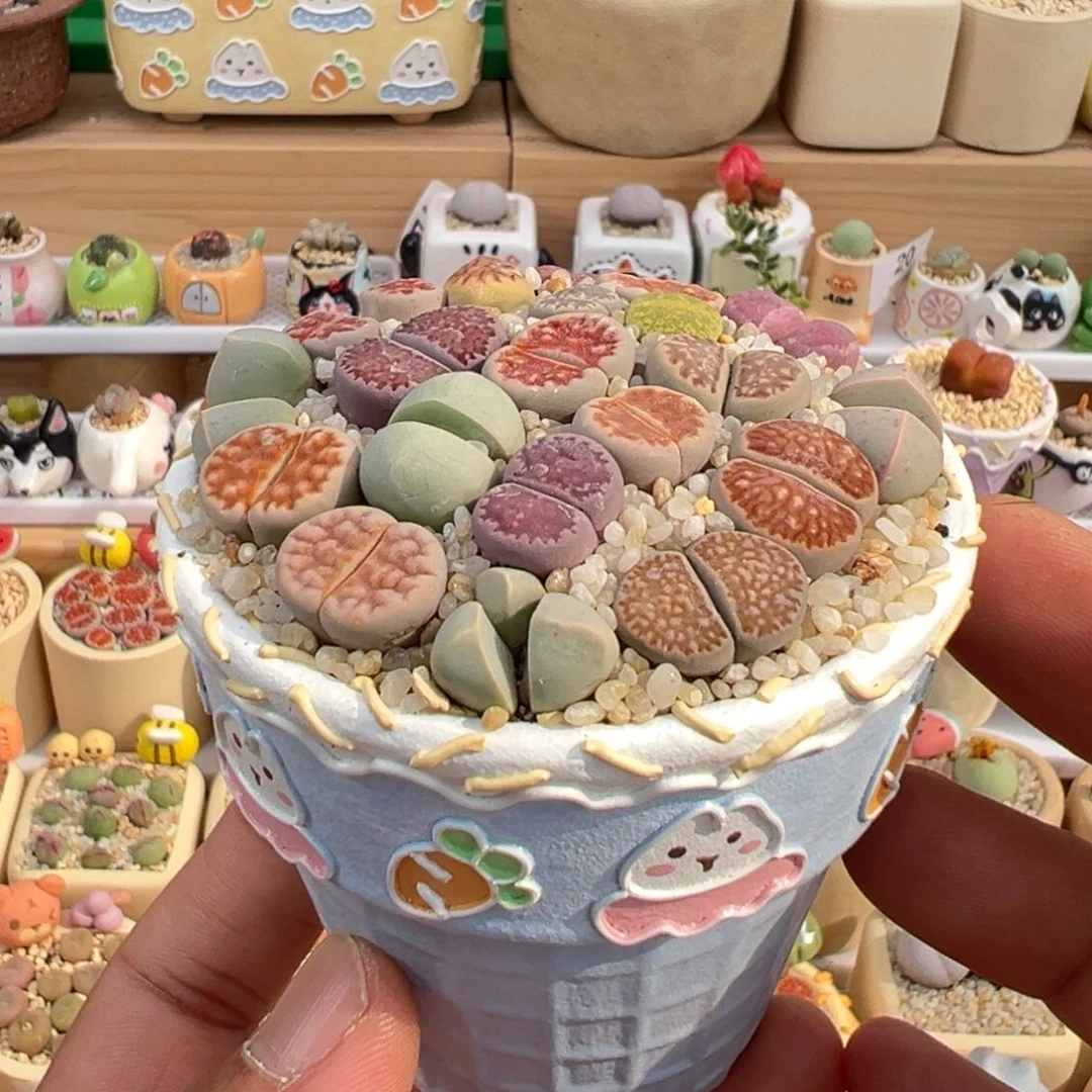 多肉植物实付9.9元包邮23号