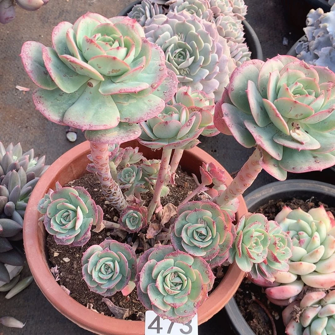 473克罗地亚一物一拍多肉